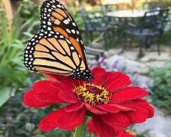 Various events like Pollinator Week and National V Various events like Pollinator Week and National Volunteer Week are organized by the garden so you can plan your trip accordingly if you want to parti